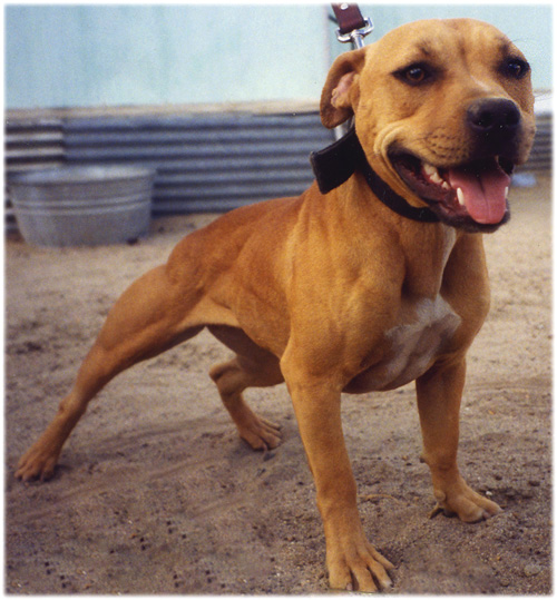 ONLINE PEDIGREES 1034 VISE GRIP S MISSY ONLINE PEDIGREES 1034 VISE GRIP S MISSY