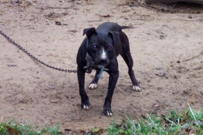 Cardenas pitbull kennels hot sale