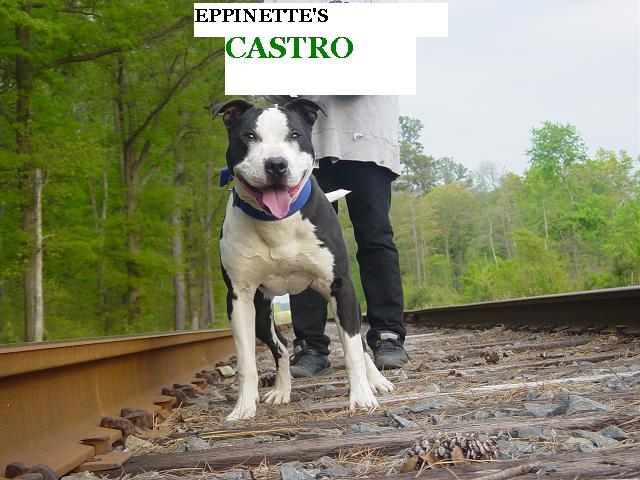 Eppinette kennels puppies for sale sale