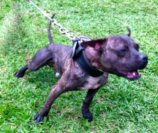 Chico clearance lopez kennels