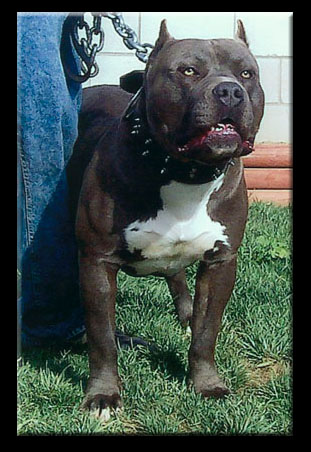 King sales lion pitbull