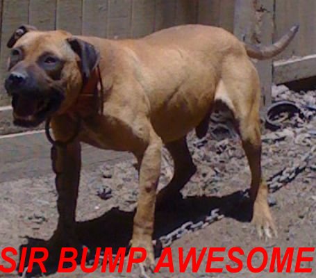 Blackjack jr apbt