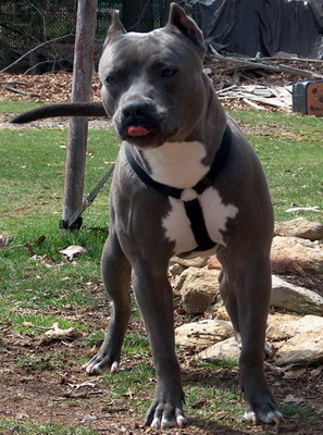 blue pit kennels