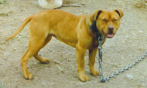 eli pitbull bloodline
