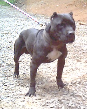 Wildside pitbull puppies for sale cheap