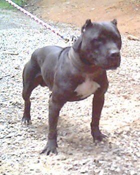 wildside pitbull puppies for sale