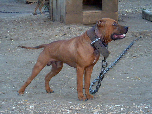 Southern shop kennels apbt