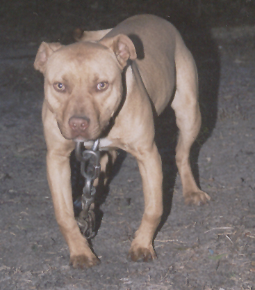 redboy jocko pitbull puppies for sale