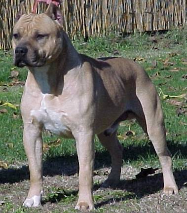 american bully champion bloodline for sale download free