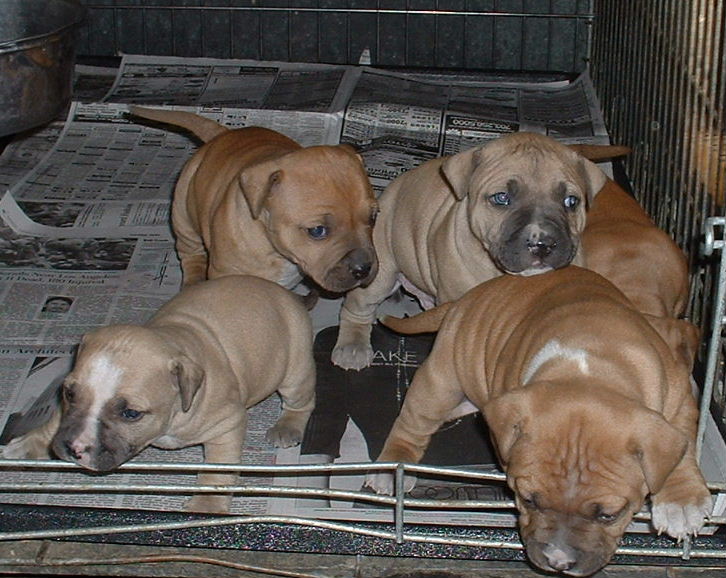 redboy jocko puppies