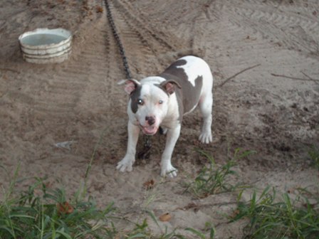 piebald pitbull