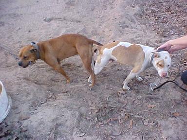 indian bolio pitbull puppies for sale