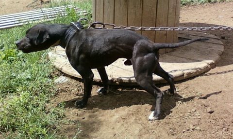 pedigree american pitbull terrier