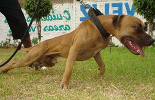 Black Nose Pit