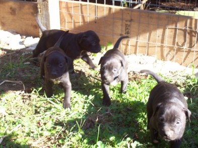game bred apbt kennel