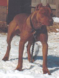 hemphill wilder pitbulls