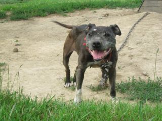 snooty apbt