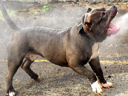 Mr Pitbull