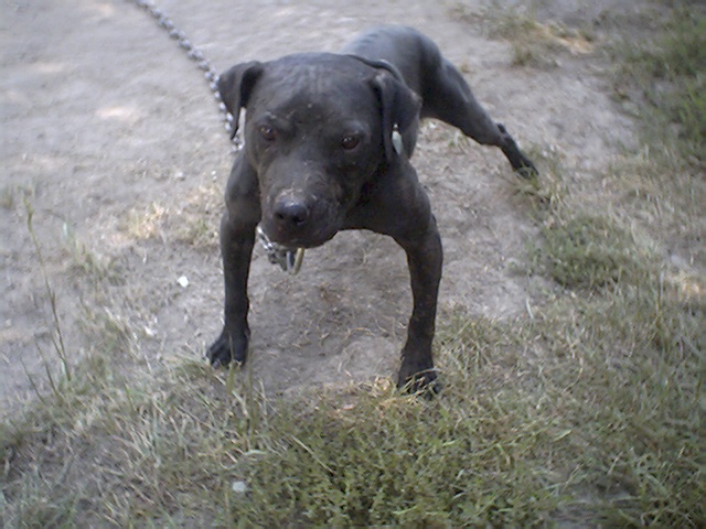 ONLINE PEDIGREES 173010 SMILES VENOM AKA V DOG