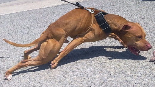 Garner apbt sales