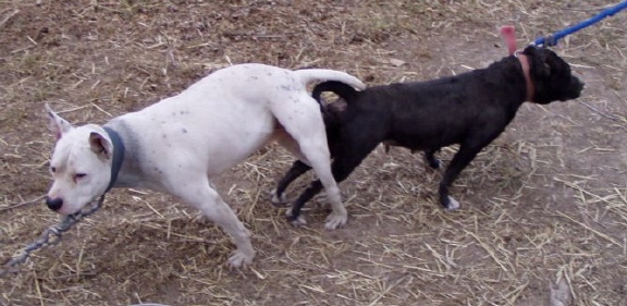 dick like a mule Dick like a mule