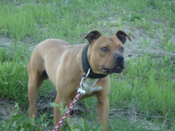 yellow john pitbull kennels