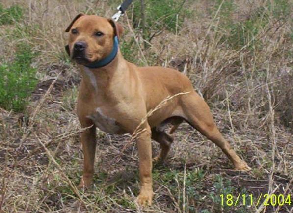 Frisco apbt shop