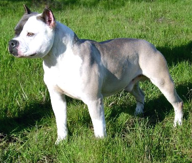 Cowboy pitbull shop for sale