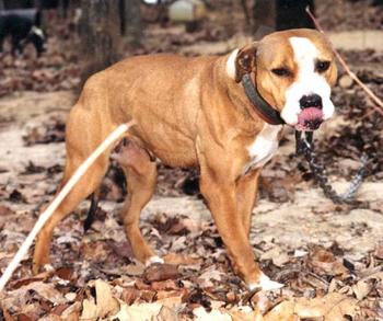 Boomerang apbt hotsell