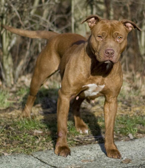 apbt online database