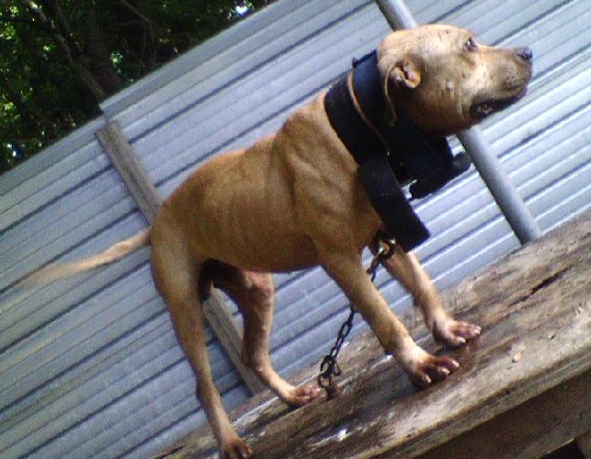 ONLINE PEDIGREES [211847] BOOT CAMP CLICK'S SILVERADO