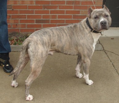 blue brindle razor edge pitbull