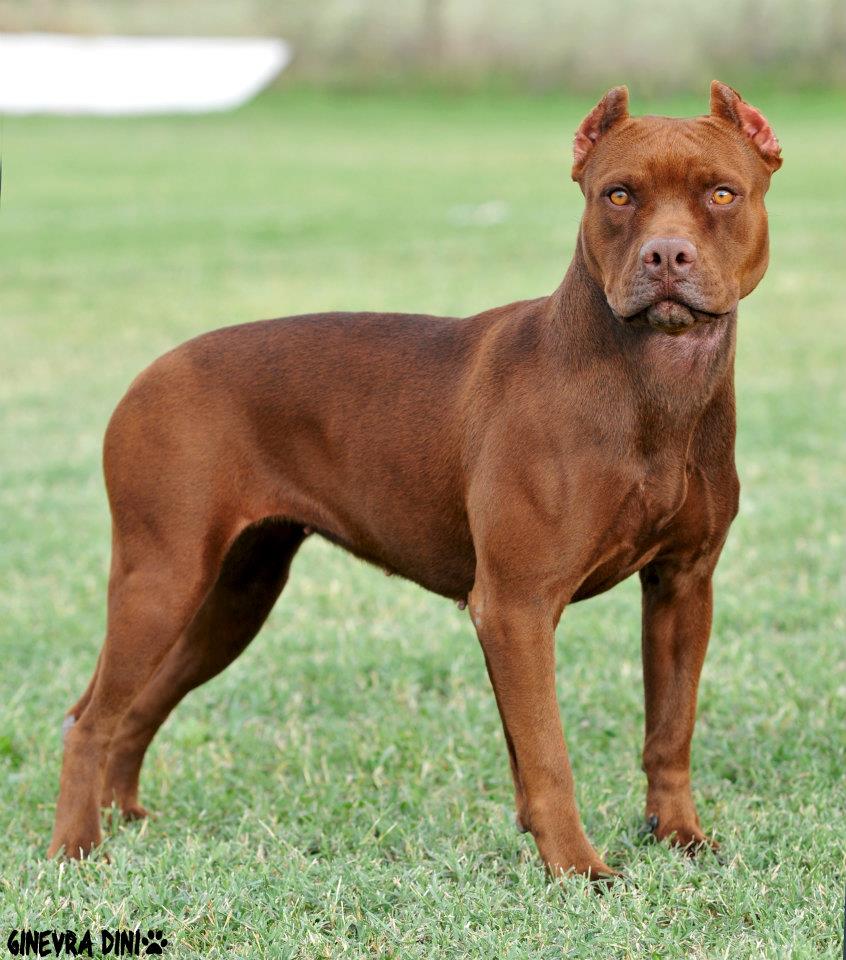 chocolate pitbull puppies tri color pitbulls for sale history chocolate pitbull puppies tri color pitbulls for sale history