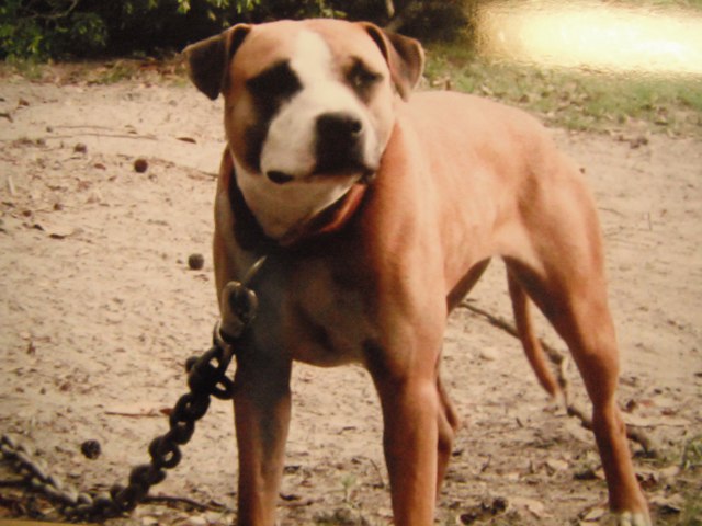 Boyles shop pitbull kennels