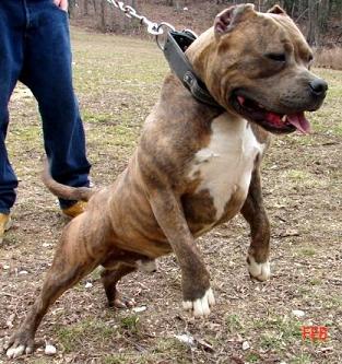 blue brindle razor edge pitbull