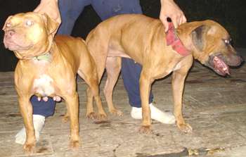 Hollingsworth apbt sale