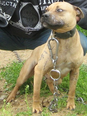 Vince cooper pitbull best sale kennel