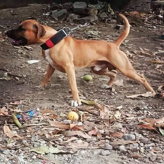 ONLINE PEDIGREES 229114 ESPINAL S HADES