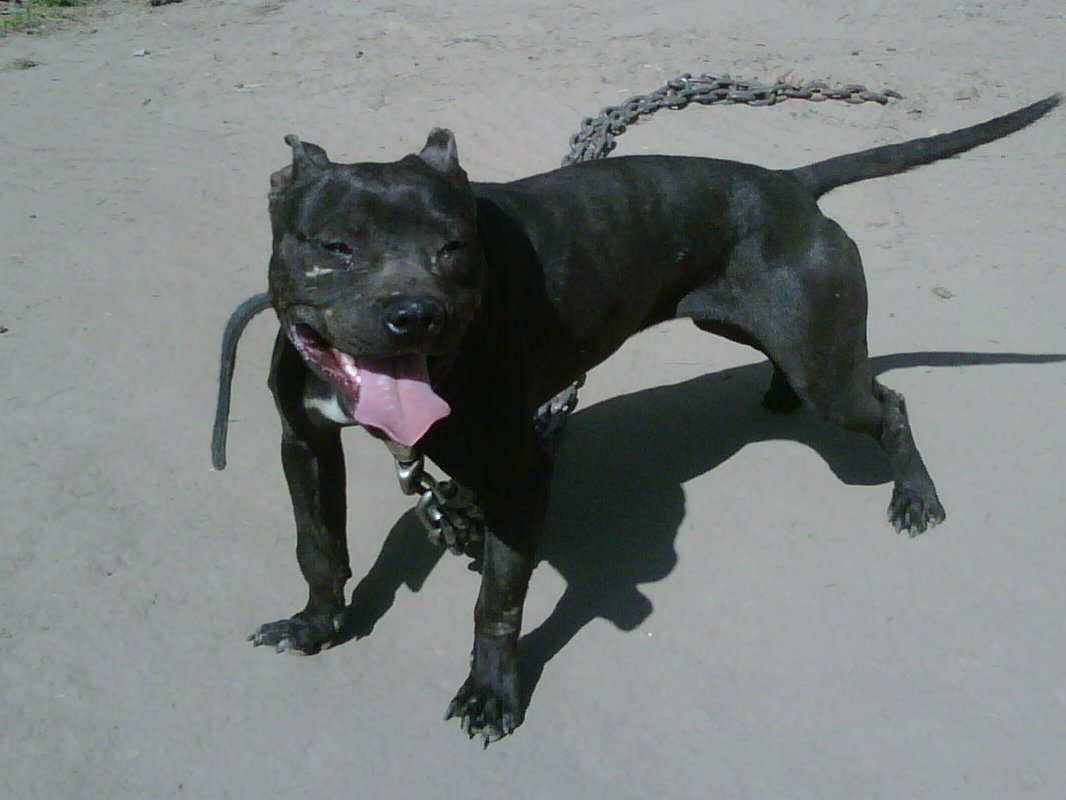 ONLINE PEDIGREES 229542 PRESSURE BOYS MOON ONLINE PEDIGREES 229542 PRESSURE BOYS MOON