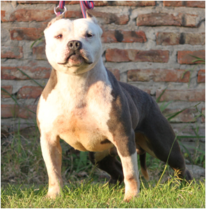 apbt online database