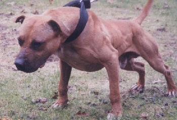 yellow john pitbull kennels