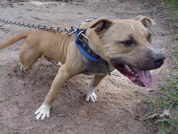 Chico lopez puppies clearance for sale