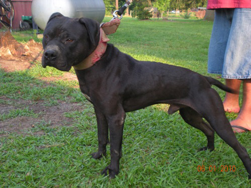Nigerino Pitbull Bloodline