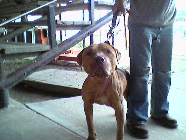 Machobuck apbt shop