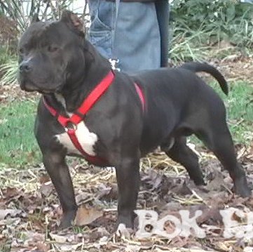 Black razor hot sale edge pitbull