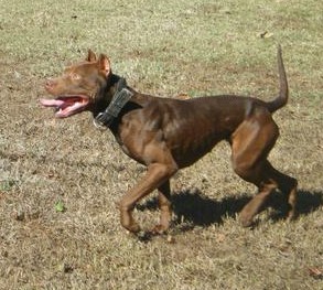 Red Dogs Ofrn Page 2 Pit Bull Chat Forum