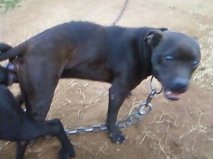 pedigree online order