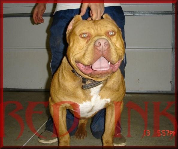 Major League Pitbulls