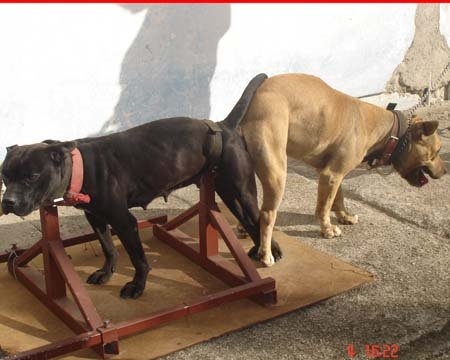 Nigerino Pitbull Bloodline