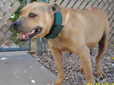 pedigree online order